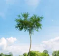 Brzoza AUREA NANA