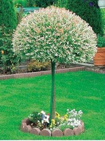Japonská vŕba HAKURO NISHIKI - 80 cm na kmeni v kvetináči