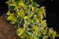 Trzmielina Golden Harlequin na pniu