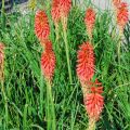 Trytoma Red Hot Popsicle