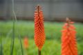 Trytoma Red Hot Popsicle