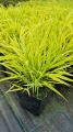 Trawa Hakonechloa smukła ALL GOLD