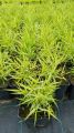 Trawa Hakonechloa MULLED WINE