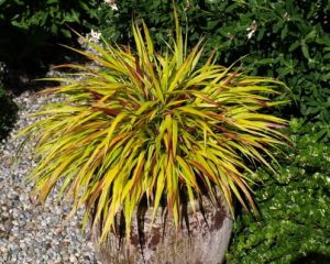 Hakonechloa MULLED WINE