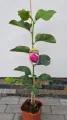 Magnolia Black Tulip