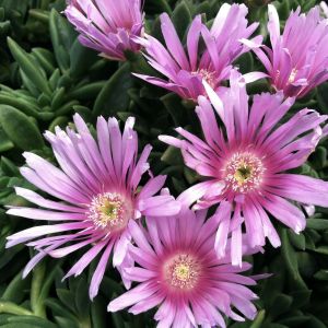 Slnečnica SUNDELLA LAVENDER