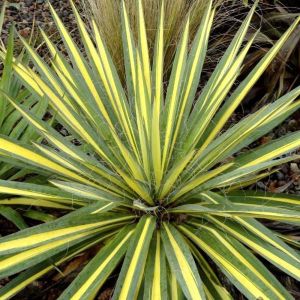 Yucca BRIGHT EDGE