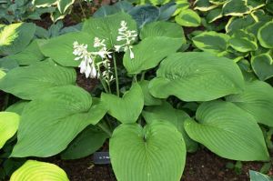 Funkia-Hosta T-REX