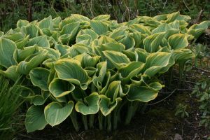 Hosta  Sage