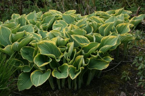Hosta  Sage
