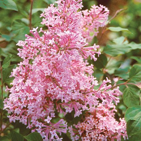 Syringa vulgaris  The Fragrance of Summer na kmieni