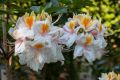 Azalia wielkokwiatowa ARIMA