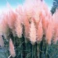 Trawa pampasowa PINK FEATHER