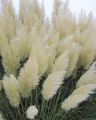 Trawa pampasowa WHITE FEATHER (