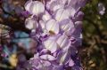Wisteria Kwiecista LUDWIK LAWIN