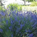 Lawenda HIDCOTE BLUE