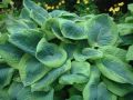 Funkia - Hosta FRANCES WILLIAMS