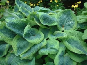 Hosta FRANCES WILLIAMS