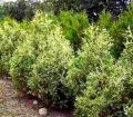 Thuja LITOMYŚL