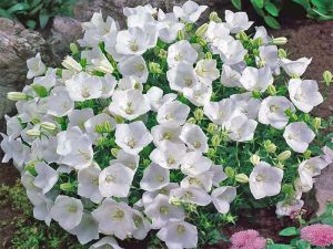 Zvonček karpatský PEARL WHITE