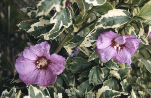 Hibiscus variegata štepený