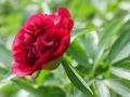Piwonia Red Magic
