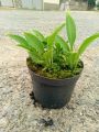 Funkia - Hosta BLUE DIAMOND