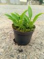 Funkia - Hosta BLUE DIAMOND