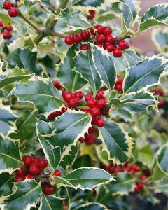 Ilex ostrolistý  MADAME BRIOT