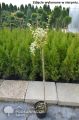 Trzmielina GOLD 60-80 cm