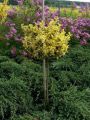 Trzmielina GOLD 60-80 cm