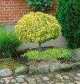 Trzmielina GOLD 60-80 cm