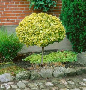 Bršlen Emerald Gold na kmienku 80 cm 