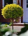 Trzmielina GOLD 60-80 cm