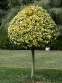 Trzmielina GOLD 60-80 cm