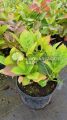 Hortensja Ogrodowa 'Candy Heart Pink'