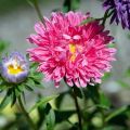 Aster chryzantemowy ZESTAW KOLORÓW NASIONA