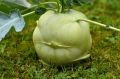 Kalarepa GIGANT