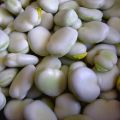 Bób WINDSOR BIAŁY TOR / NASIONA 50g