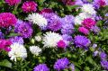 Aster chryzantemowy ZESTAW KOLORÓW NASIONA