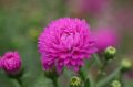 Aster chryzantemowy ZESTAW KOLORÓW NASIONA