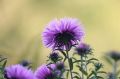 Aster chryzantemowy ZESTAW KOLORÓW NASIONA