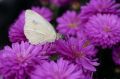 Aster chryzantemowy ZESTAW KOLORÓW NASIONA