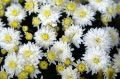 Aster chryzantemowy ZESTAW KOLORÓW NASIONA