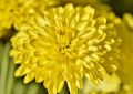 Aster chryzantemowy ZESTAW KOLORÓW NASIONA