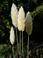 Trawa pampasowa WHITE FEATHER