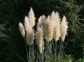 Trawa pampasowa WHITE FEATHER