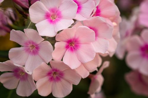 Phlox  NARWIAN  WIR