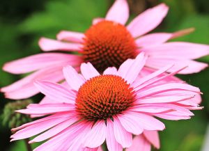 Echinacea Purpurea MAGNUS 