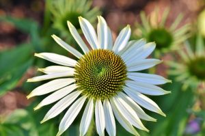 Echinacea purpurea POW WOW WHITE 